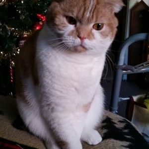 Meet your Posher, Ronald